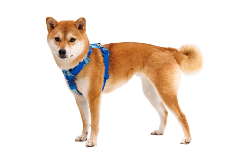 Ruffwear Front Range каишка, крайбрежен планини