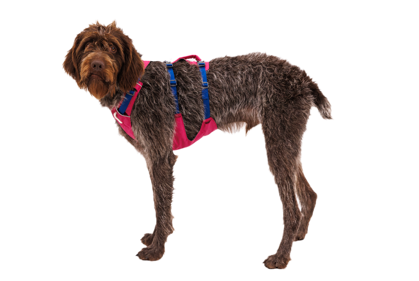 Ruffwear Flagline упряжка, alpenglow розов