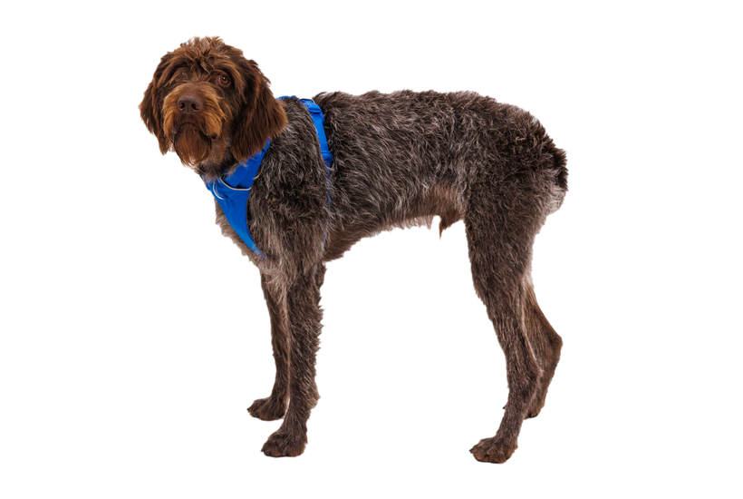Ruffwear Front Range нагръдник, синьо