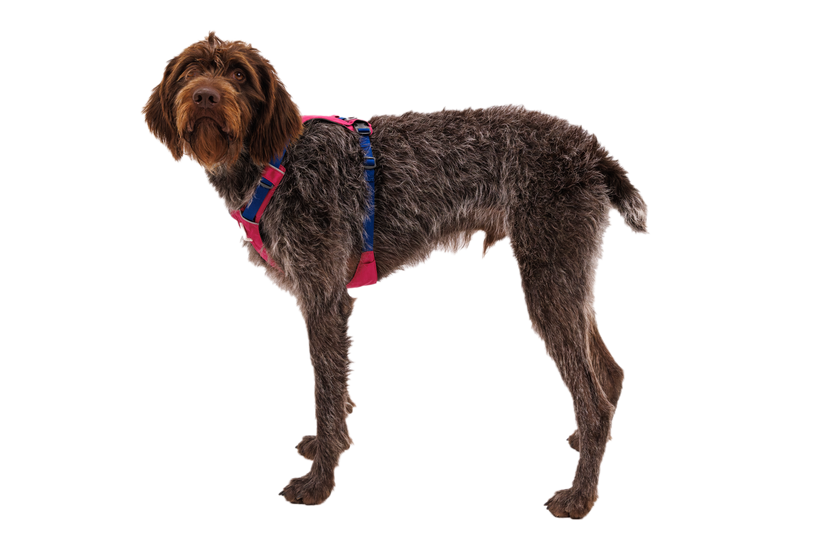 Ruffwear Hi & Light тегла, alpenglow розов