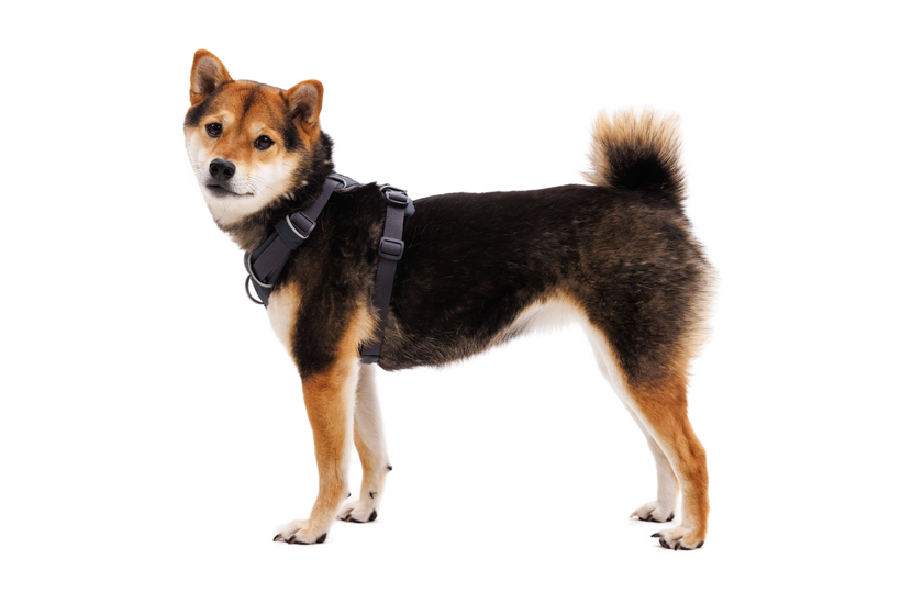 Ruffwear Front Range харнес, базалт сив