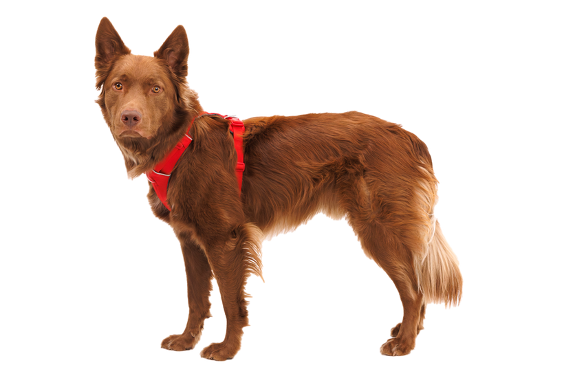 Ruffwear Front Range тяло за кучета, червено каньон