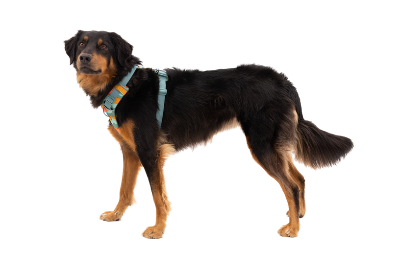 Ruffwear Front Range тактически колан, пролетен планини