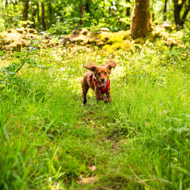 Mountain Paws Dog Harness подложено тегличе за кучета, червено, екстра голямо