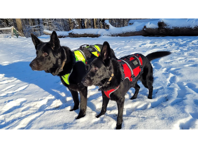 K9 Thorn поддържка One SS M, червена